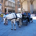 Horse in the Piazza